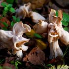 Herbst-Lorchel (Helvella crispa)