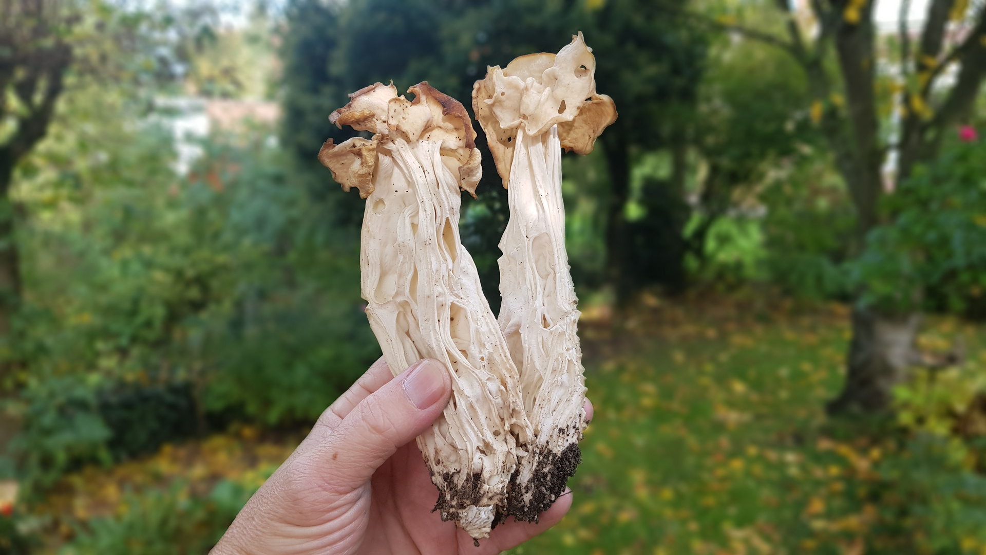 Herbst-Lorchel (Helvella crispa)