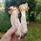 Herbst-Lorchel (Helvella crispa)