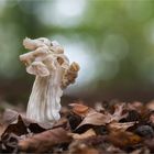 Herbst-Lorchel (Helvella crispa, syn. H. pithyophila)