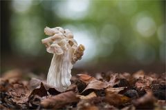 Herbst-Lorchel (Helvella crispa, syn. H. pithyophila)