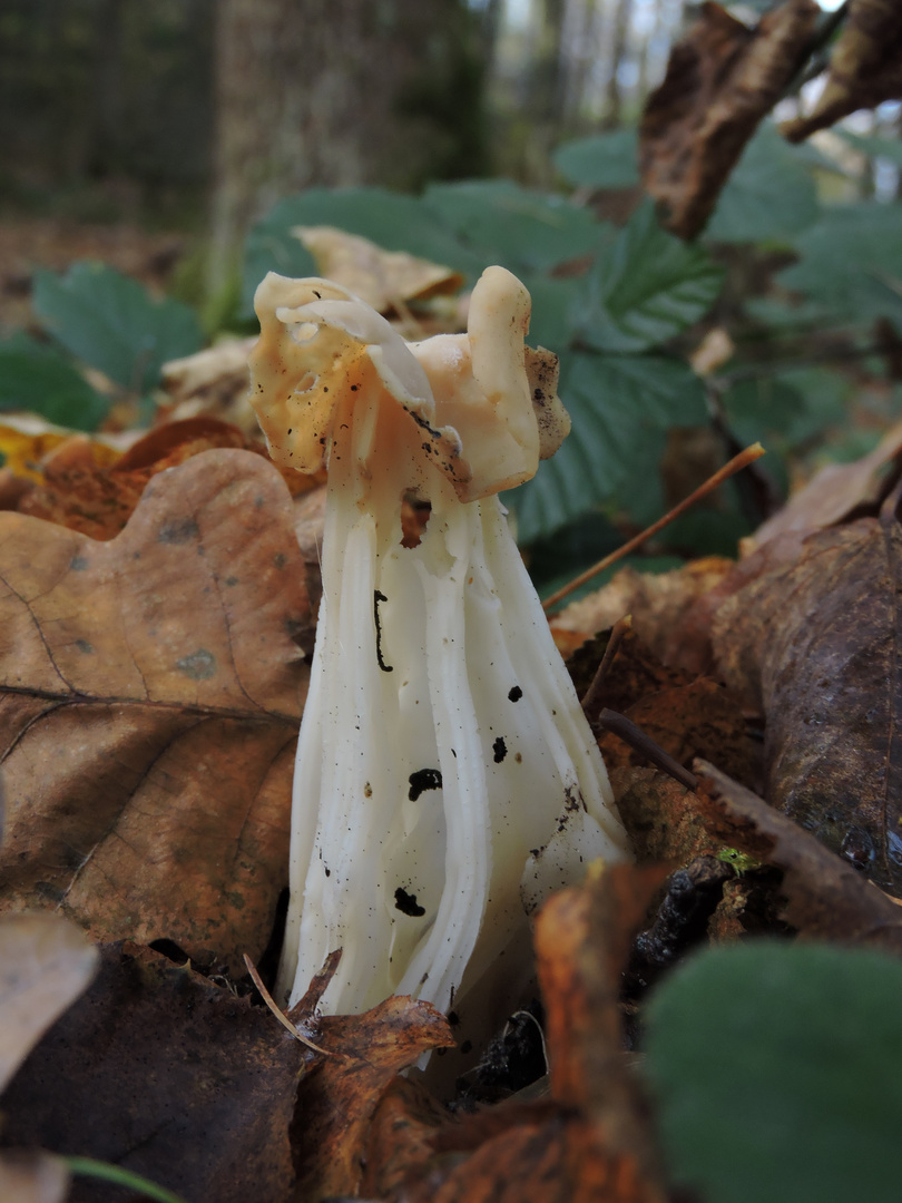 Herbst-Lorchel (Hevella crispa)