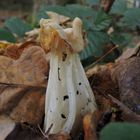 Herbst-Lorchel (Hevella crispa)