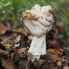  Herbst-Lorchel oder Krause Lorchel (Helvella crispa)