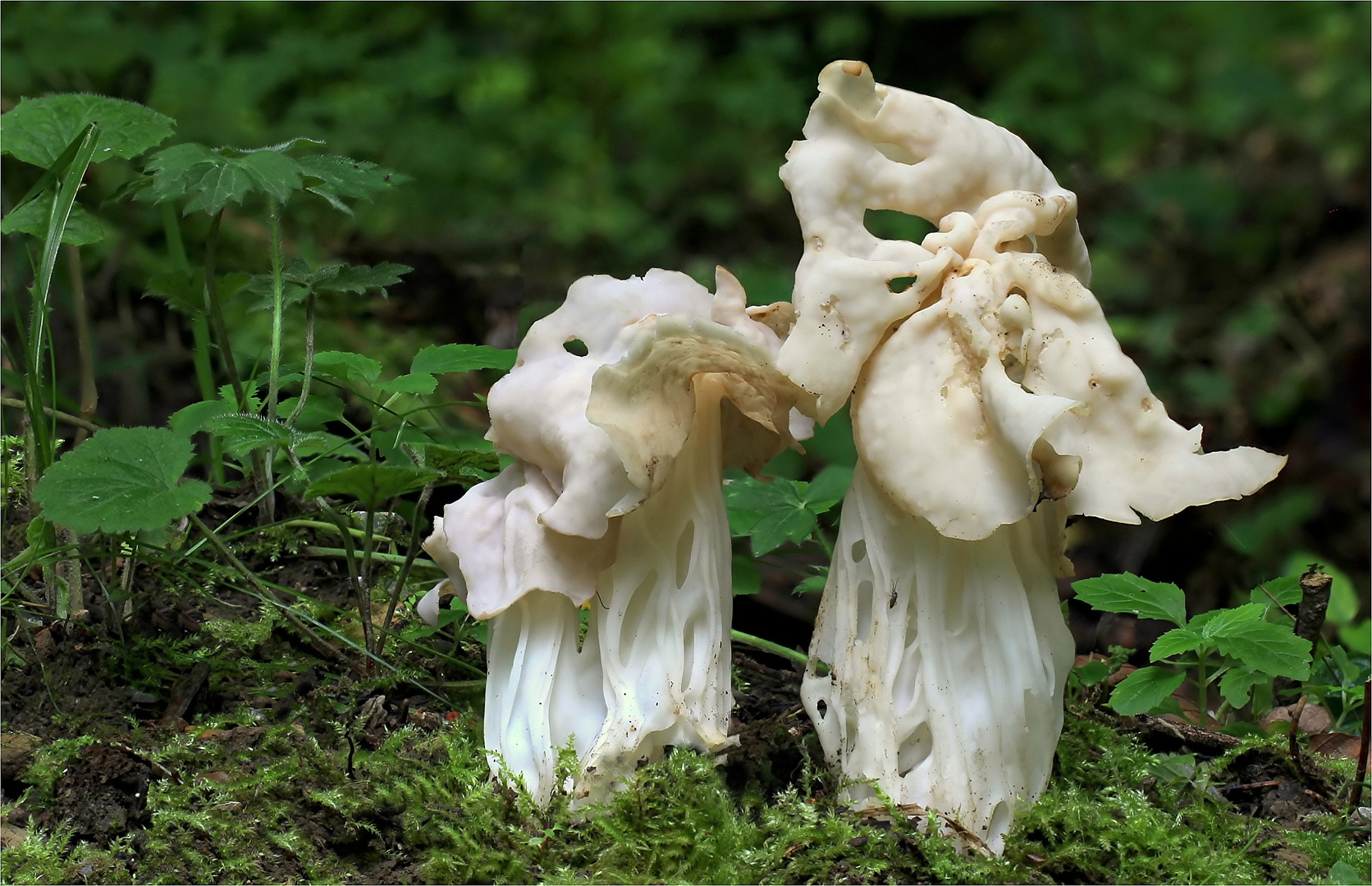 Herbst-Lorchel oder Krause Lorchel (Helvella crispa, syn. H. pithyophila)