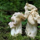 Herbst-Lorchel oder Krause Lorchel (Helvella crispa, syn. H. pithyophila)