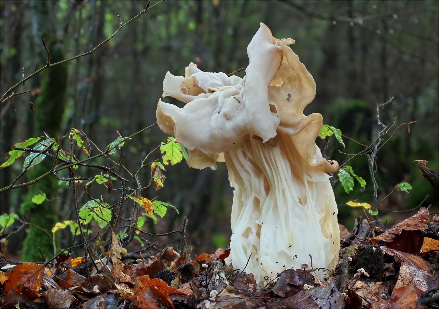 Herbst-Lorchel oder Krause Lorchel (Helvella crispa, syn. H. pithyophila)