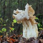 Herbst-Lorchel oder Krause Lorchel (Helvella crispa, syn. H. pithyophila)