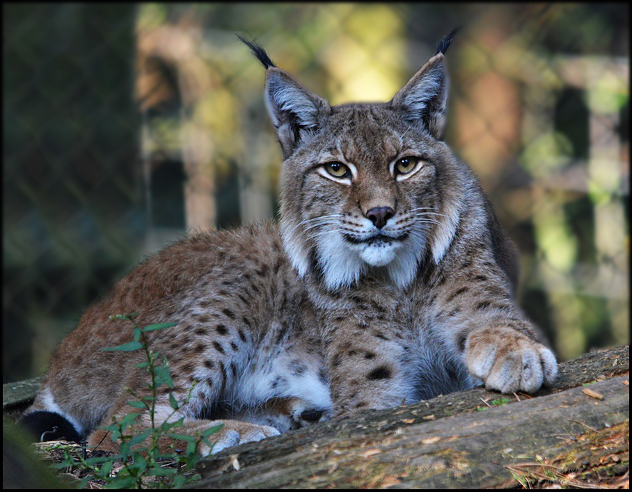 Herbst Luchs ?!?