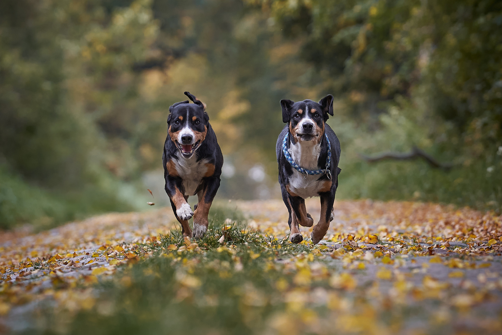 Herbst macht Spaß!