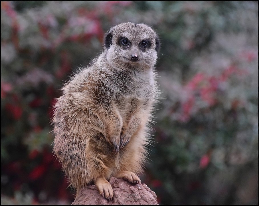 Herbst-Männchen !?!