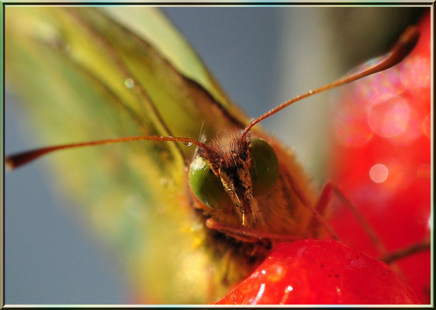 Herbst-Makro