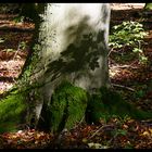 Herbst malt Bäume an