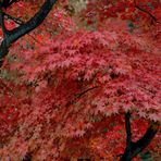 Herbst malt japanisch