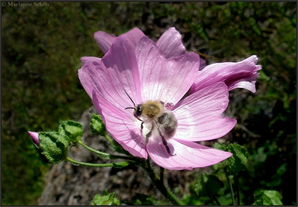 Herbst-Malve  mit Besuch...