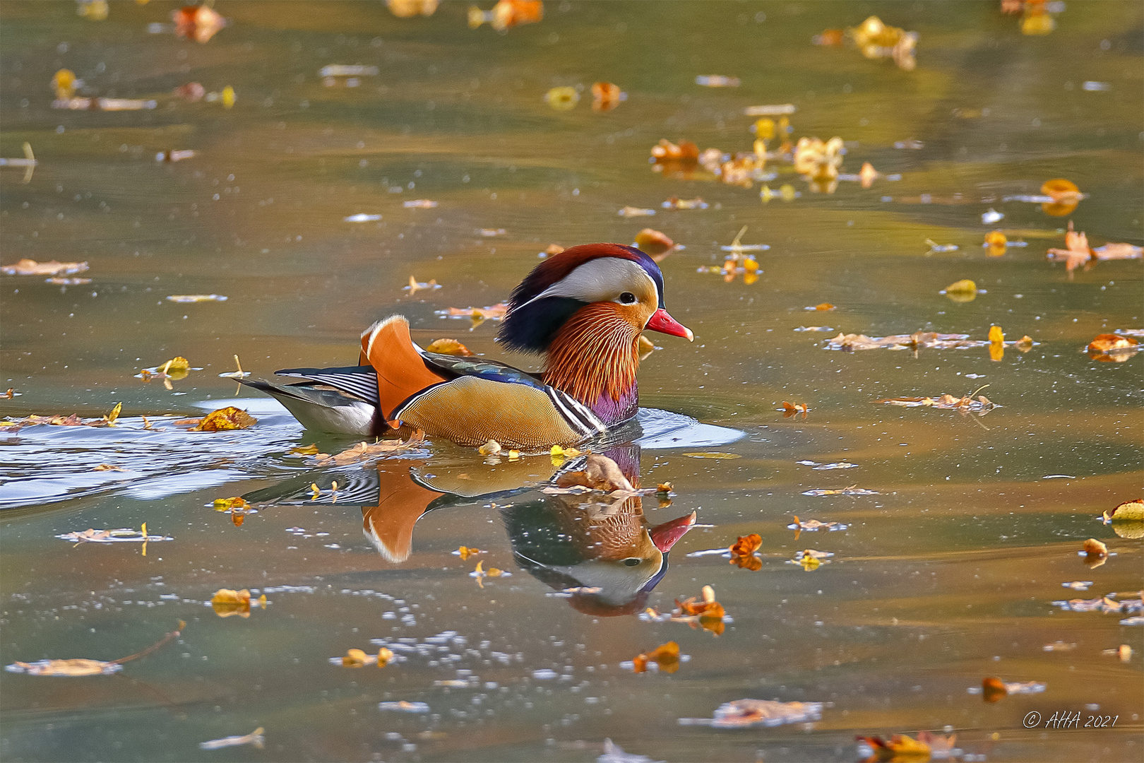 Herbst-Mandarin