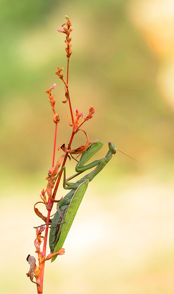 Herbst-Mantis