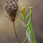 Herbst-Mantis