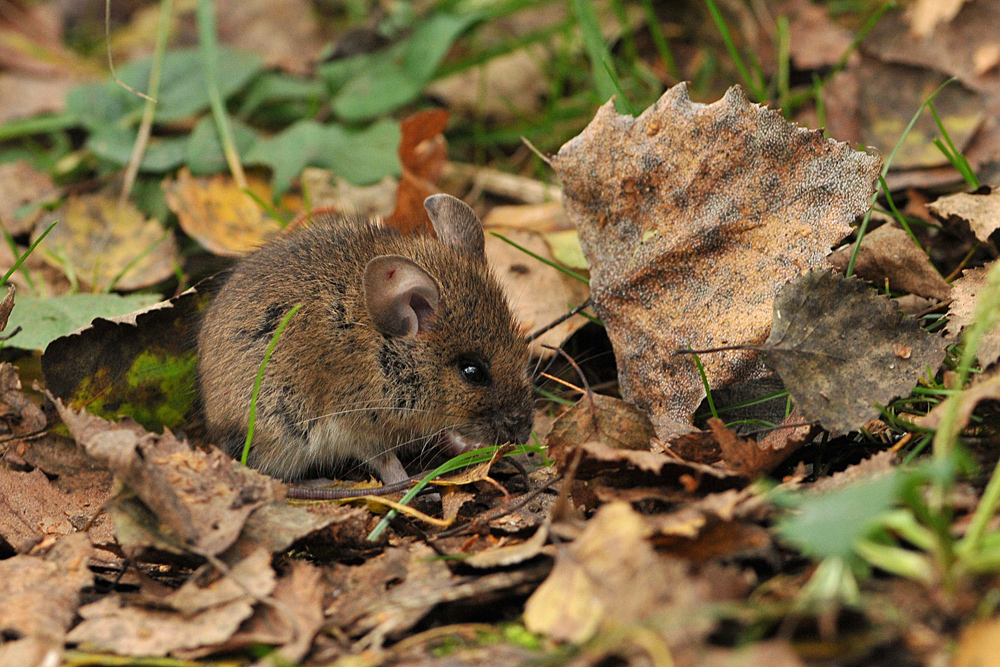 Herbst – Maus