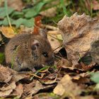 Herbst – Maus