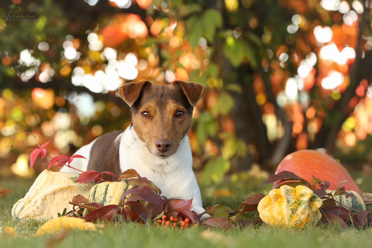 Herbst-Max