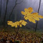 Herbst - meine Blätter geb ich nicht her