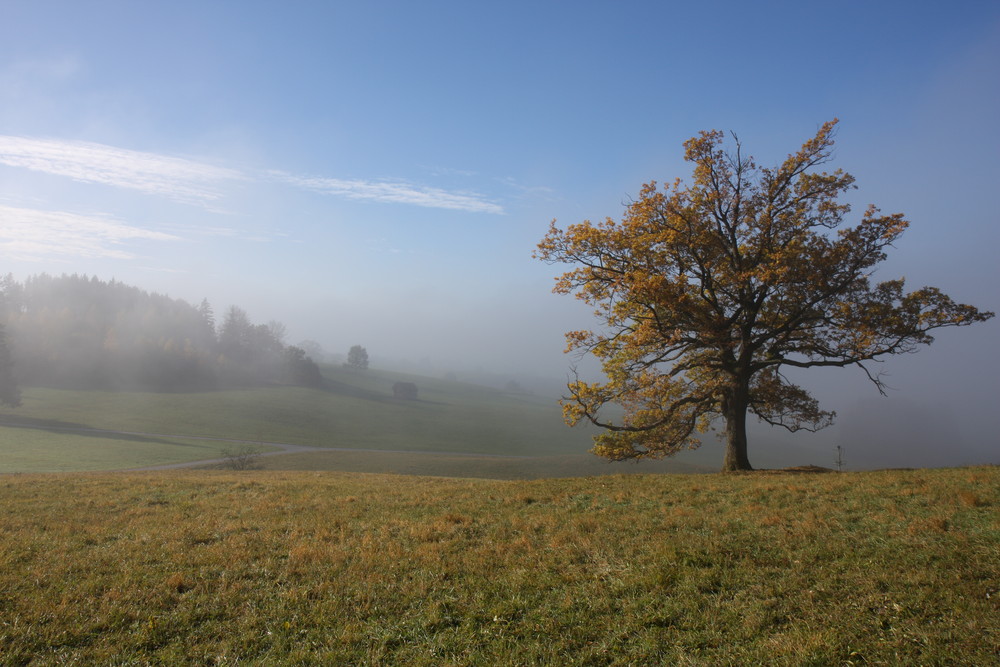 Herbst- Melancholie 2