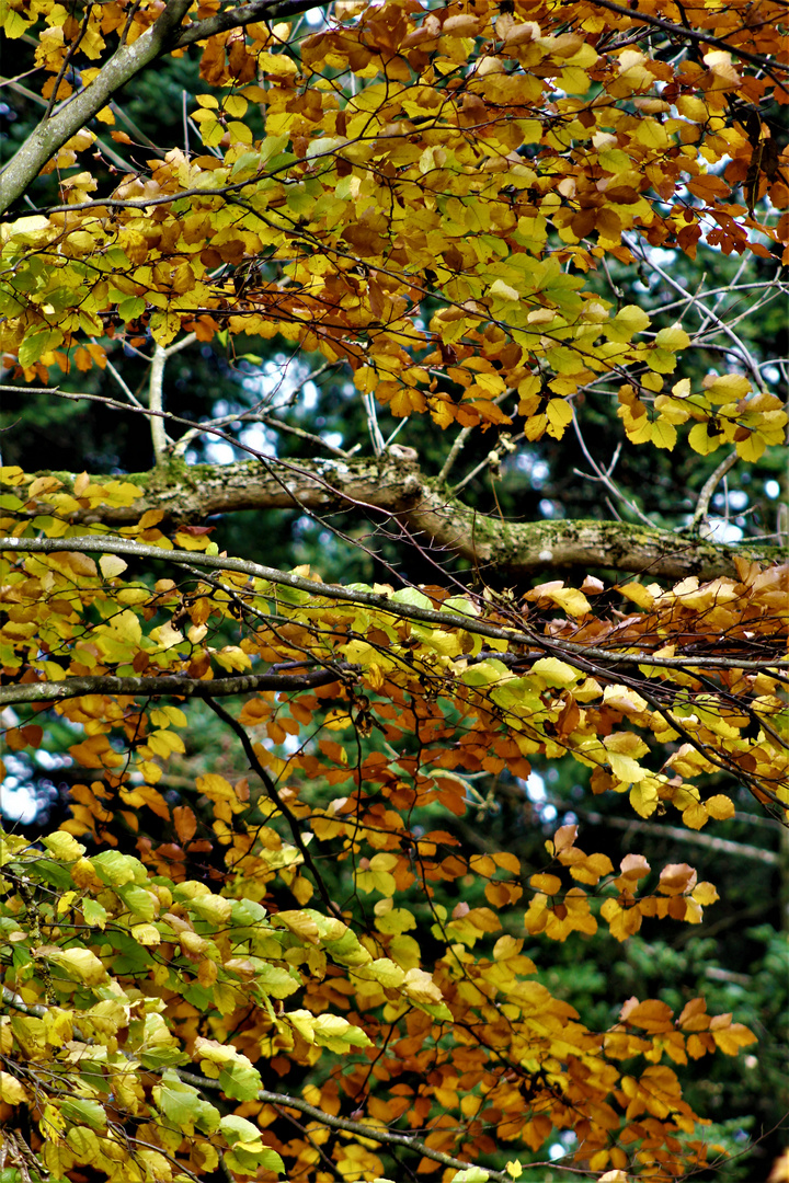 Herbst Melodie