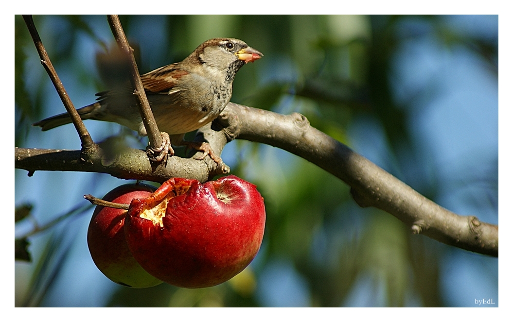 Herbst Menü  /   Otono el menu