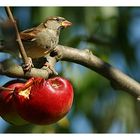 Herbst Menü  /   Otono el menu