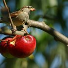 Herbst - Menü  /  Otono el Menü