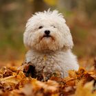 Herbst-Miniplüsch