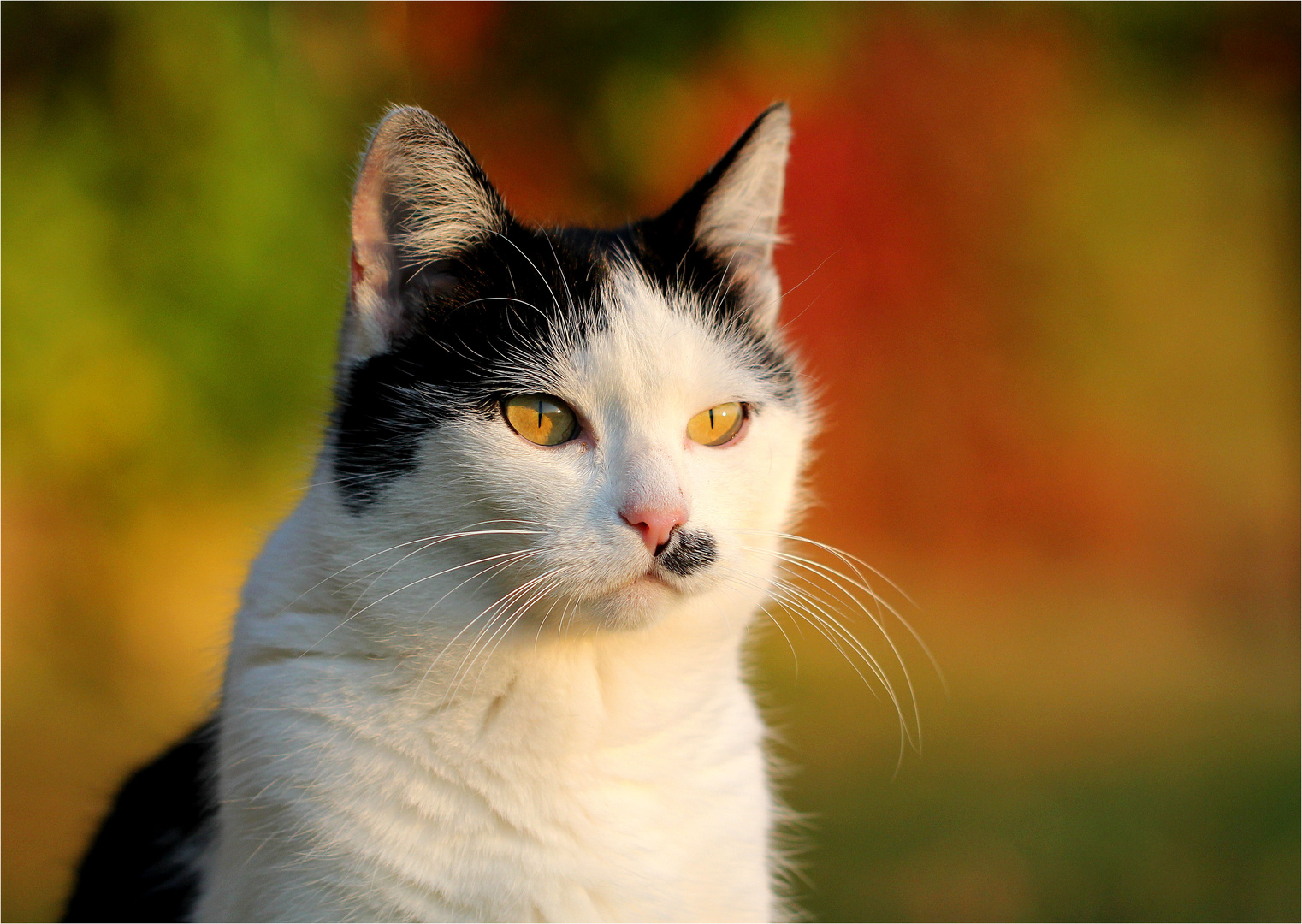 Herbst-Missy