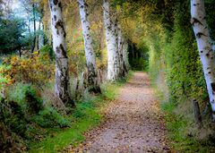 Herbst mit Birken