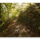 Herbst mit Cindy