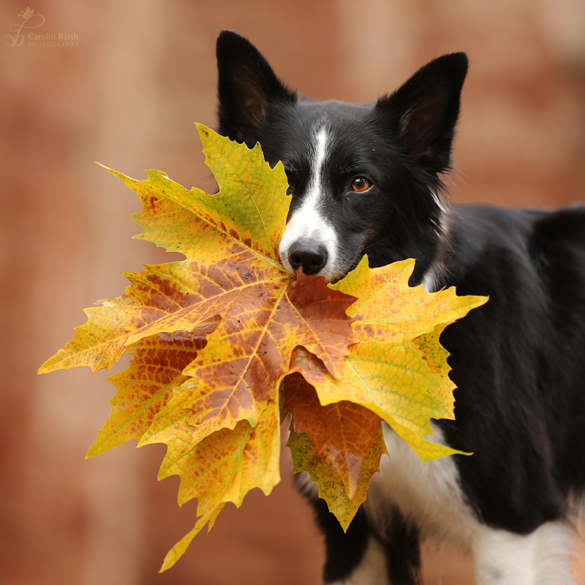 Herbst mit Happy