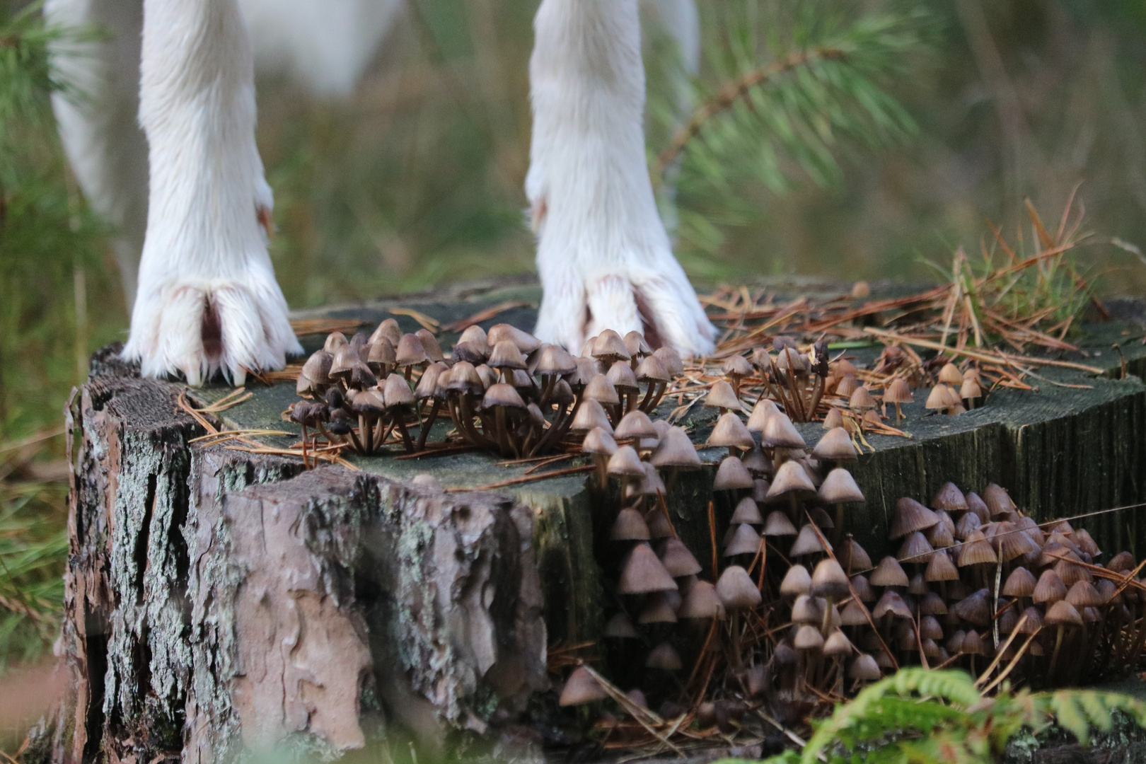 Herbst mit Hund mal anders