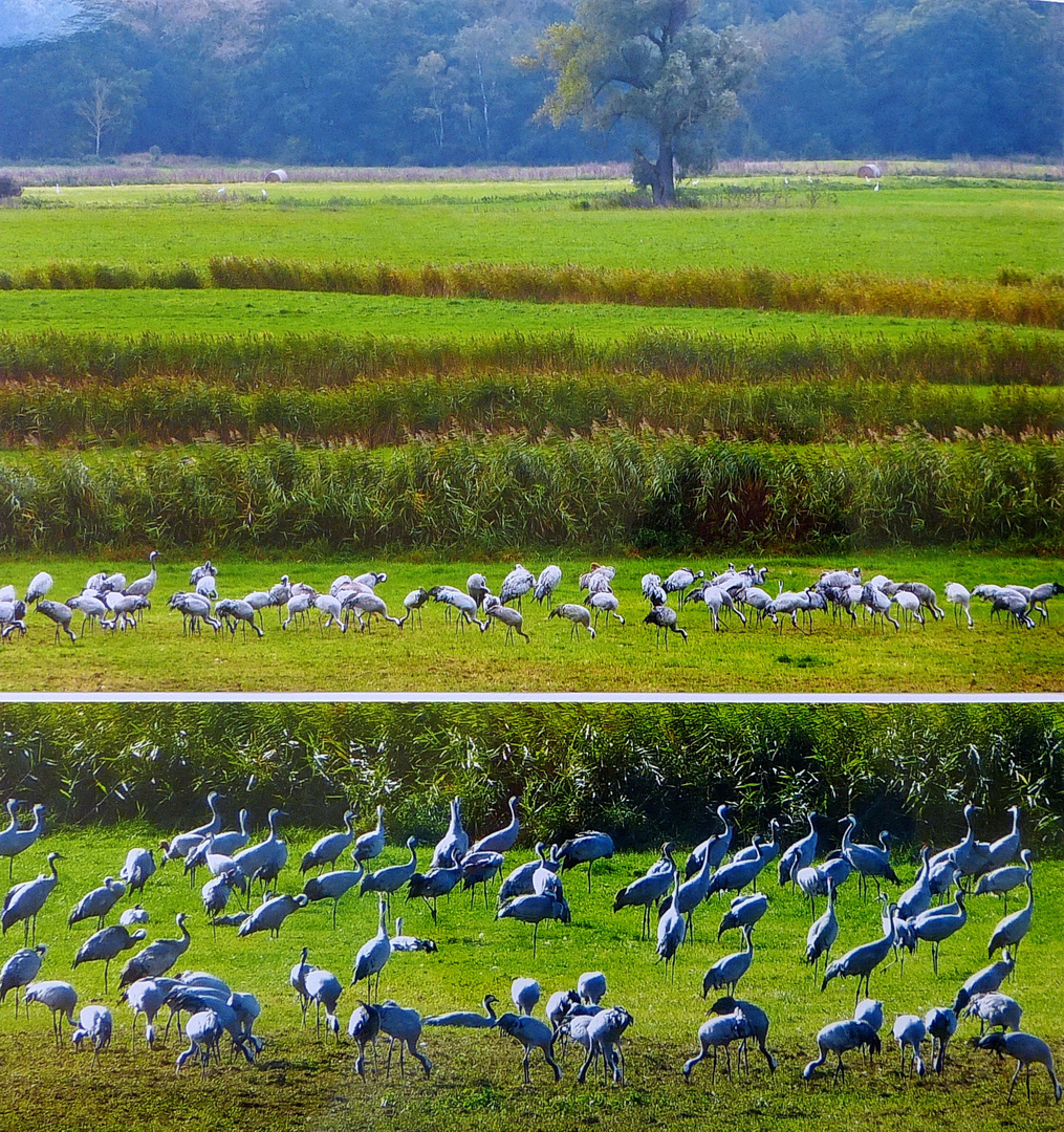 Herbst mit Kranichen in Vorpommern