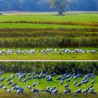 Herbst mit Kranichen in Vorpommern