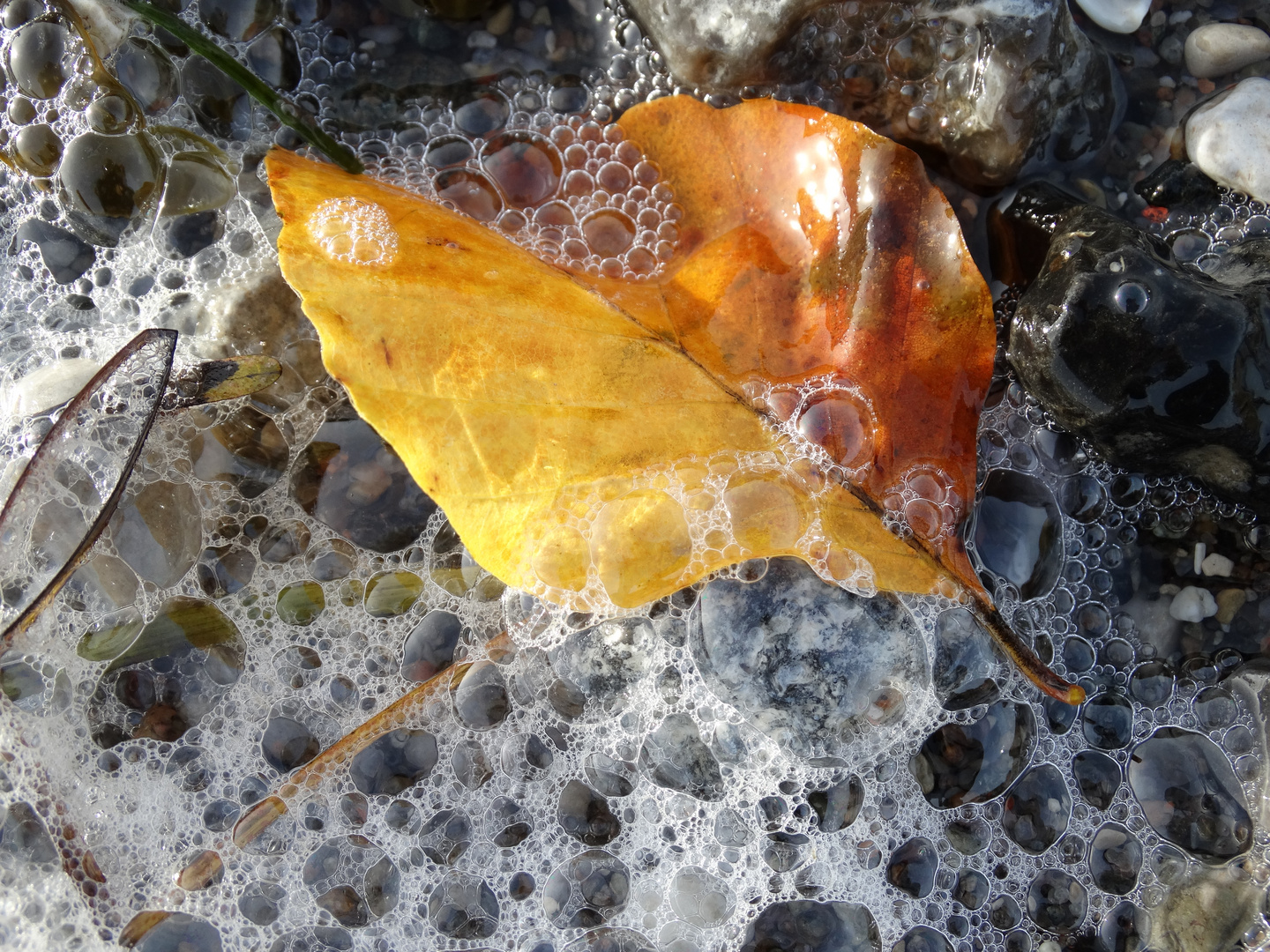 Herbst mit Luftblasen