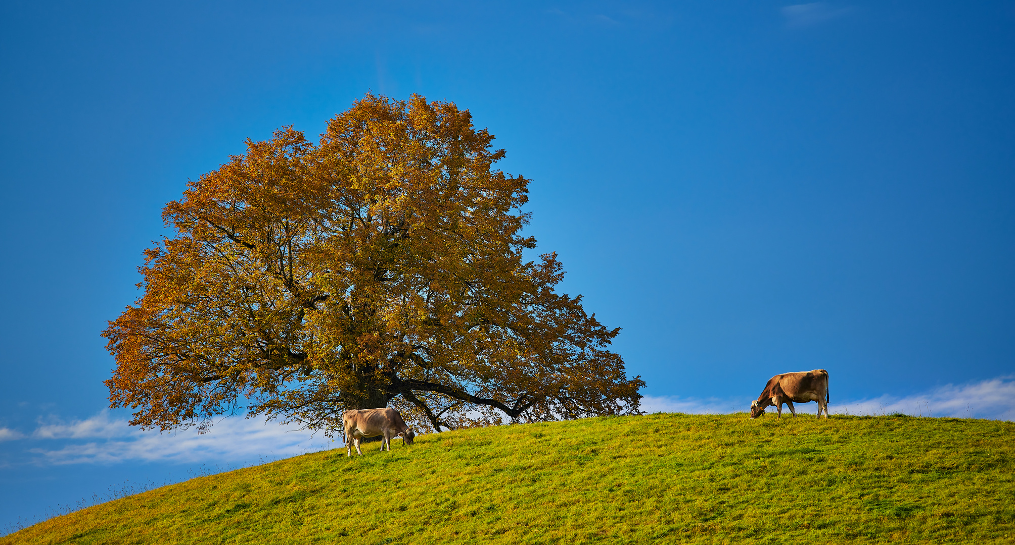 Herbst mit Muh