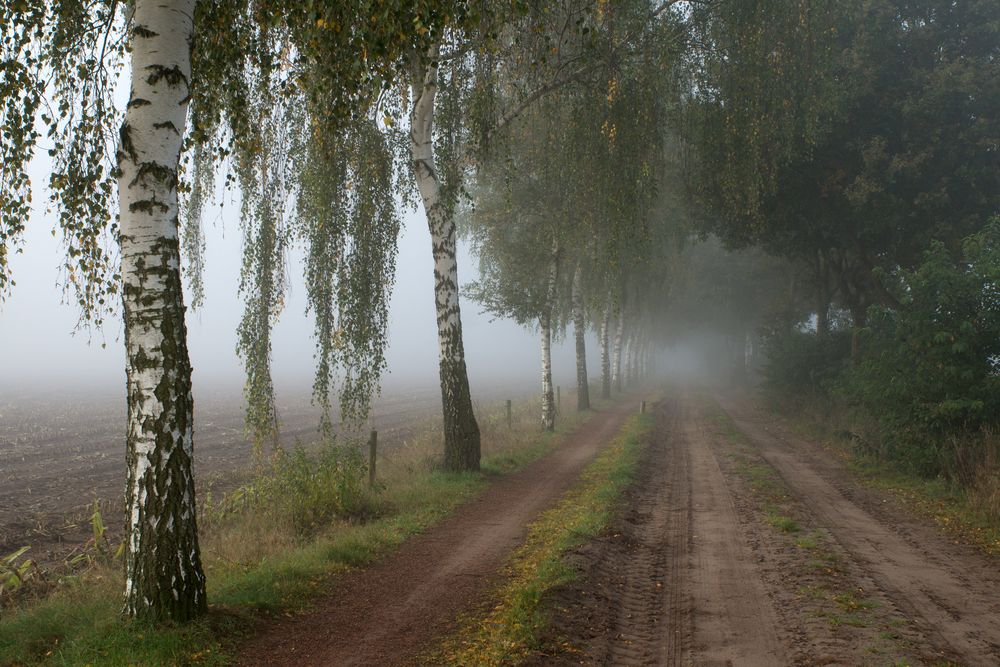 Herbst mit Nebel