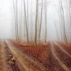 Herbst mit Nebel