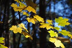 Herbst mit Pentax K-5 II