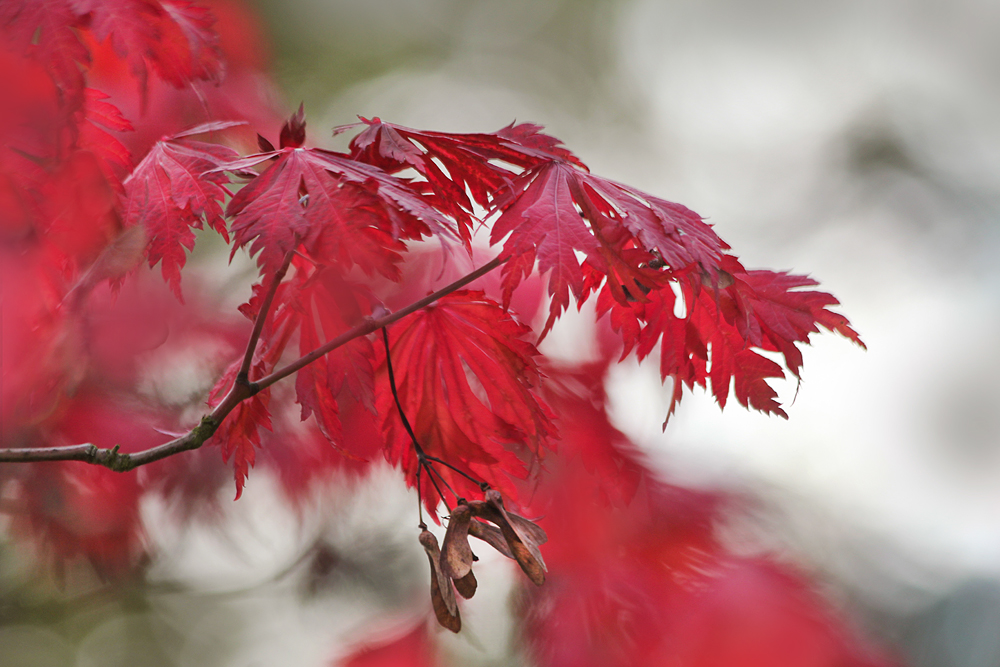 Herbst mit Rot