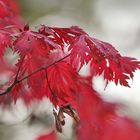 Herbst mit Rot