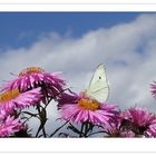 Herbst mit Schmetterling