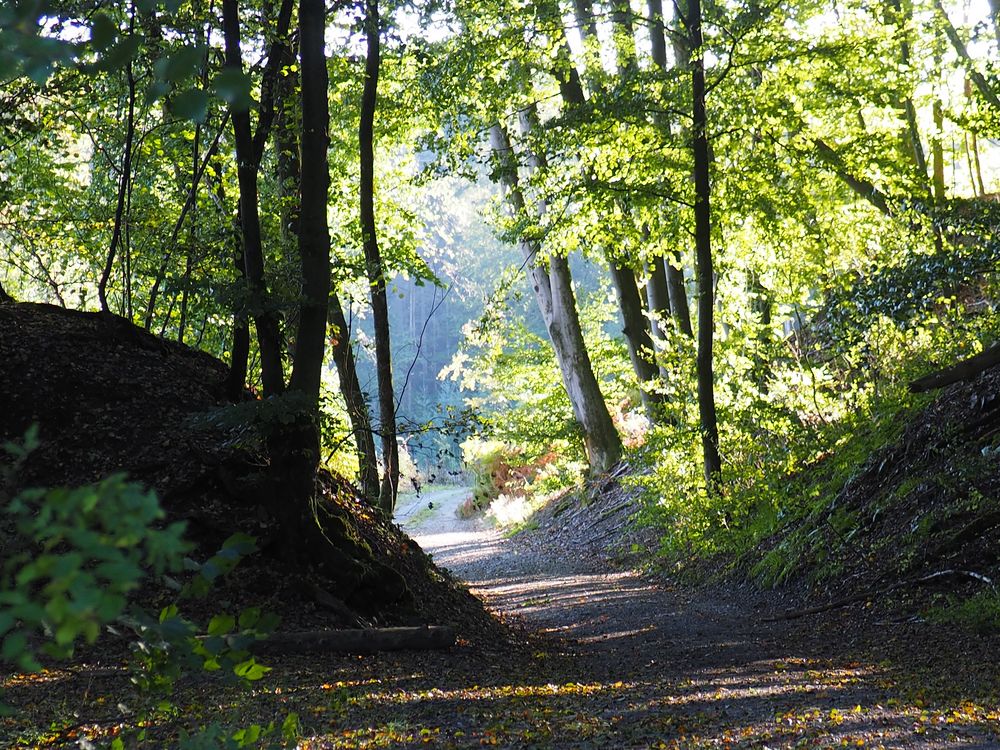 Herbst mit Sonnenlicht PA050070