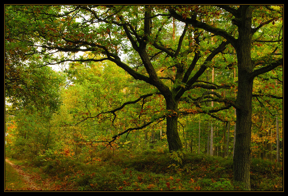 Herbst mitten im Wald