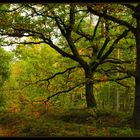 Herbst mitten im Wald